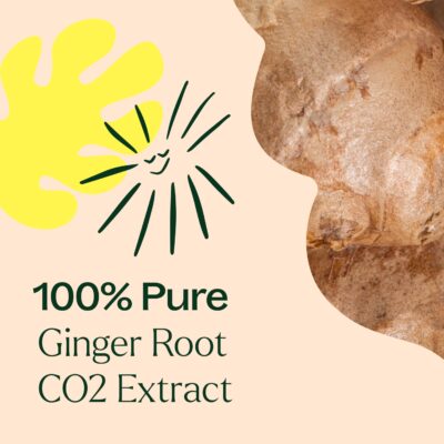 Plant Therapy Ginger Root CO2 Essential Oil 100% Pure, Undiluted, Natural Aromatherapy, Ginger Oil for Diffuser, Skin & Massage and Hair, Therapeutic Grade 10 mL (1/3 oz) - Image 6
