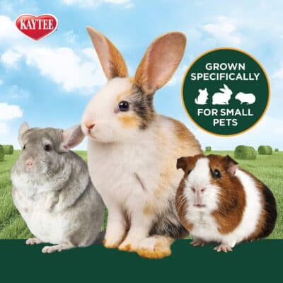 Kaytee Wafer Cut All Natural Timothy Hay for Pet Guinea Pigs, Rabbits & Other Small Animals, 60 Ounce - Image 4