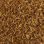 Kaytee Wild Bird Food Mealworms For Bluebirds, Wrens, Robins, Chickadees, Woodpeckers, Cardinals & Chickens, 2 Pound - Image 3