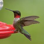 First Nature 3090 32-ounce Hummingbird Flower Feeder - Image 8