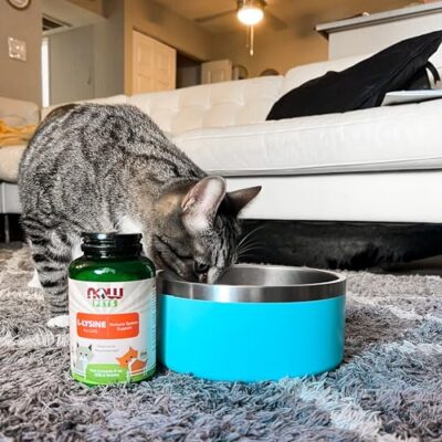 NOW Pet Health, L-Lysine Supplement, Powder, Formulated for Cats, NASC Certified, 8-Ounce - Image 6