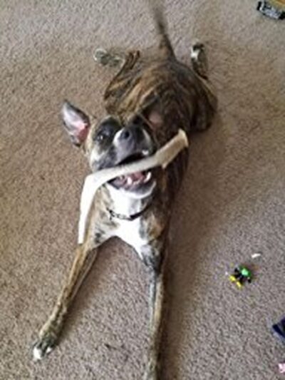 XL Deer Antler Dog Chew - Extra Large, Jumbo, for Large Dogs and Puppies Who are Aggressive Chewers - Image 7