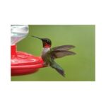 First Nature 3090 32-ounce Hummingbird Flower Feeder - Image 3