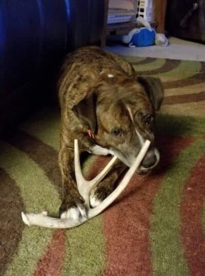 XL Deer Antler Dog Chew - Extra Large, Jumbo, for Large Dogs and Puppies Who are Aggressive Chewers - Image 4