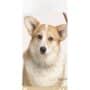Healthy Breeds Cardigan Welsh Corgi Oatmeal Shampoo with Aloe 16 oz