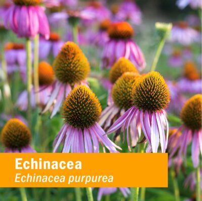 Herb Pharm Kids Certified-Organic Alcohol-Free Echinacea Glycerite Liquid Extract, 1 Ounce - Image 3