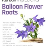 Ssanggye Bellflower Tea 0.7g x 40 Tea Bags, Premium Korean Herbal Tea Caffeine Free Dried Roasted Herb Refreshing 4 Seasons Sweet Daily Drink Tea - Image 2