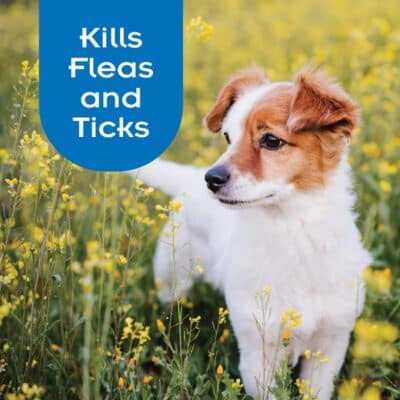 SENTRY PRO Flea and Tick Shampoo for Dogs, Rid Your Dog of Fleas, Ticks and Other Pests, Ginger Scent, 18 oz - Image 2