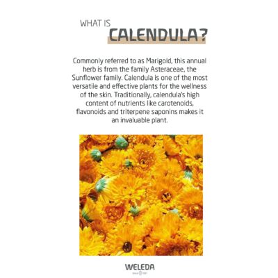 Weleda Baby Calendula Nourishing Body Cream, 2.5 Fluid Ounce, Plant Rich Moisturizer with Calendula and Lanolin - Image 3