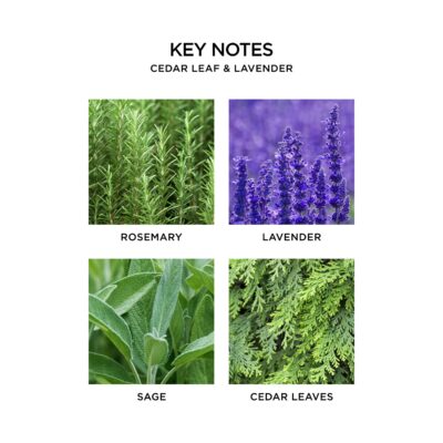NEST Fragrances Cedar Leaf & Lavender Scented Classic Candle - Image 3