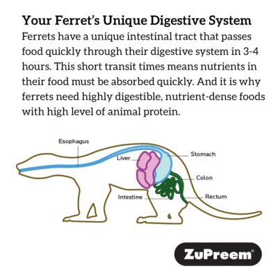 ZuPreem Premium Daily Ferret Food, 4 lb - Made in USA, Complete Nutrition Diet, Highly Digestible, No Corn - Image 4